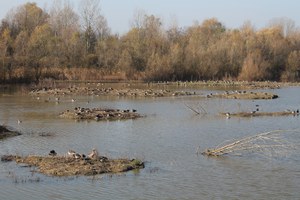 BENTIVOGLIO - Ex Risaia di Bentivoglio "La Rizza"