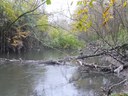 Tronchi nel greto del canale