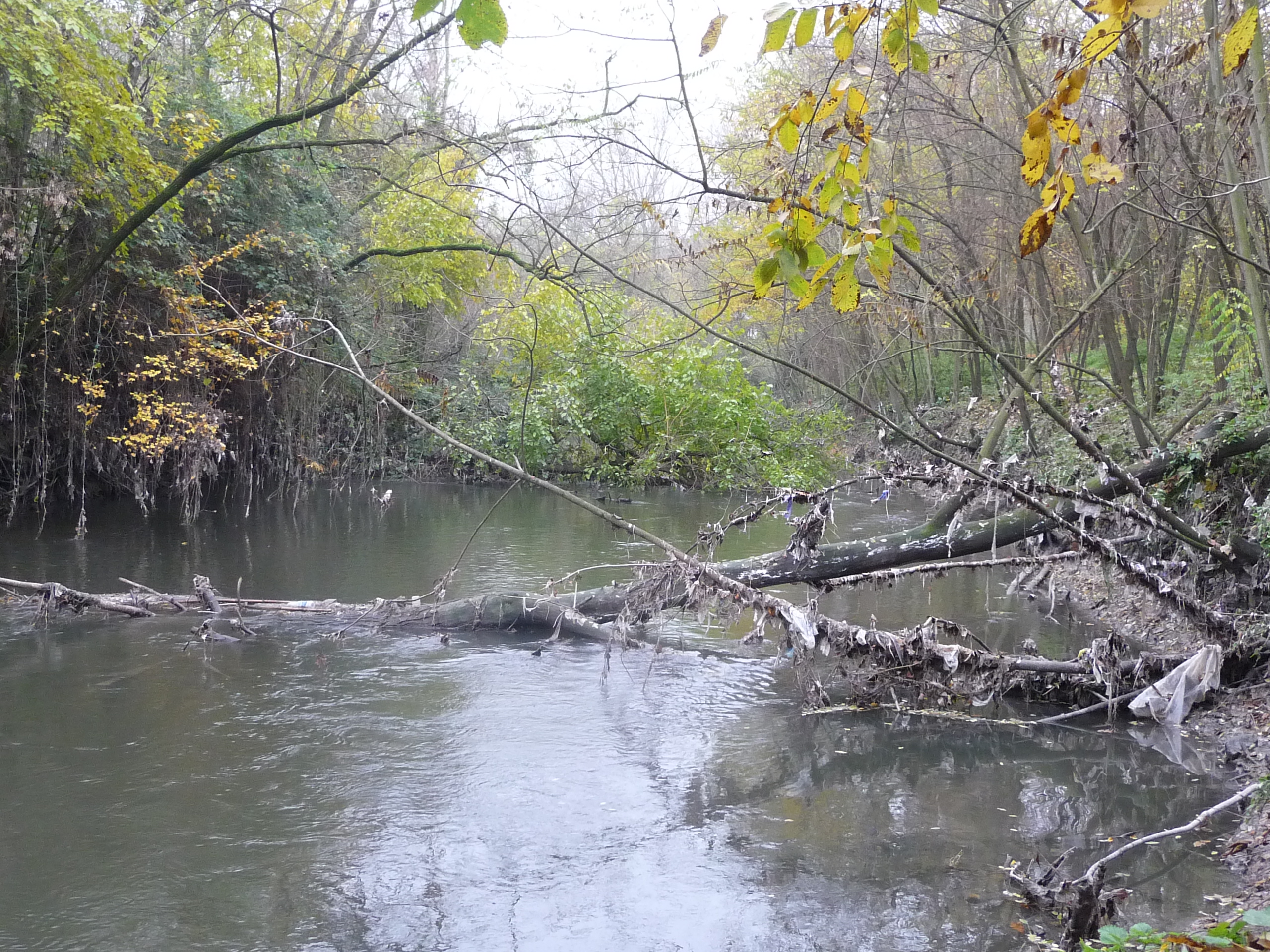 Tronchi nel greto del canale