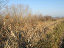 Una fitta vegetazione sull' argine è stata rilevata praticamente dai volontari di tutte le associazioni