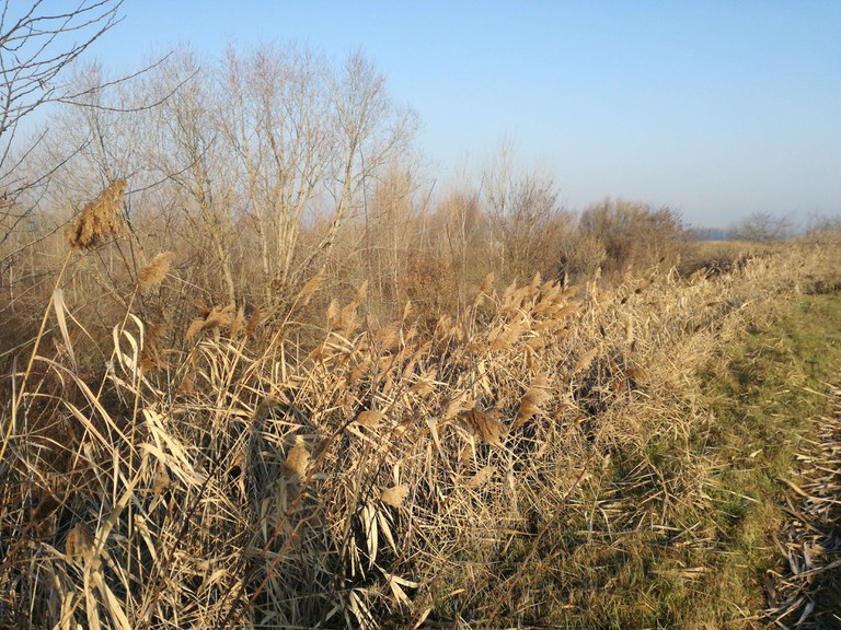 Una fitta vegetazione sull' argine è stata rilevata praticamente dai volontari di tutte le associazioni