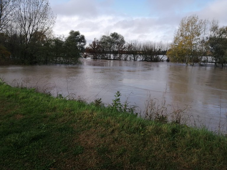l'acqua del fiume Reno ha allagato le aree golenali