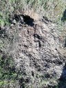 Una  tana di animale trovata dai volontari