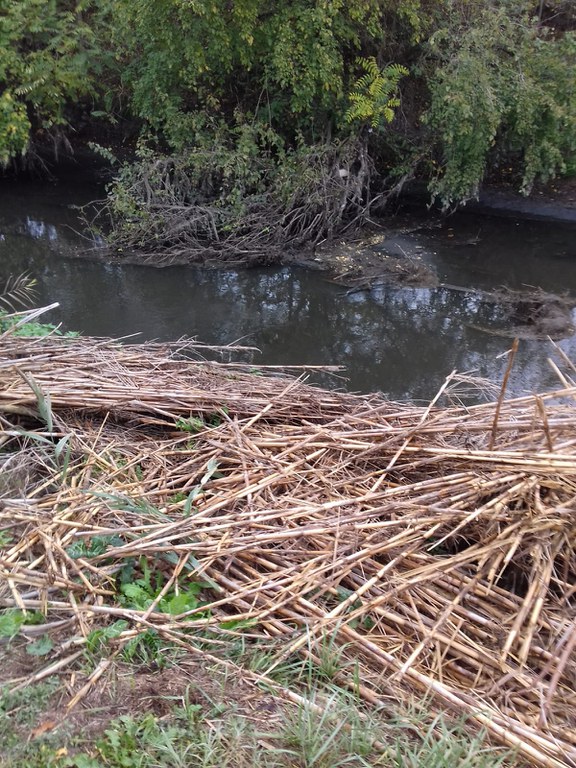 Navile - accumulo di canne