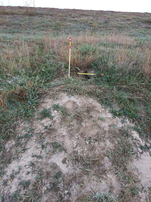 Reno - enorme quantità di terra scavata dall'animale