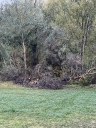 Reno - Alberi abbattuti