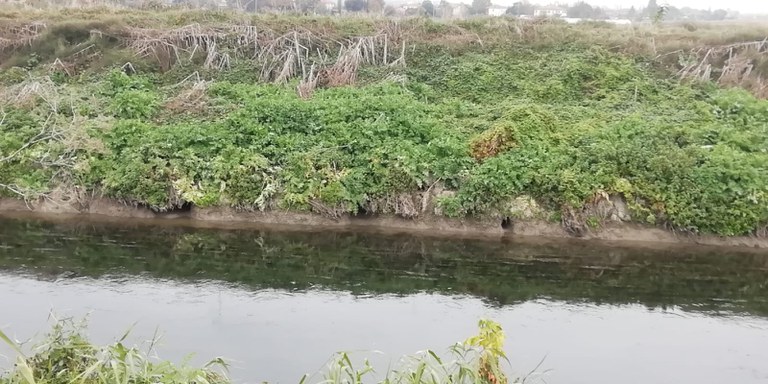 Diversivo - tane di nutrie