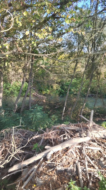 Tronchi di alberi portati dalla piena di Maggio