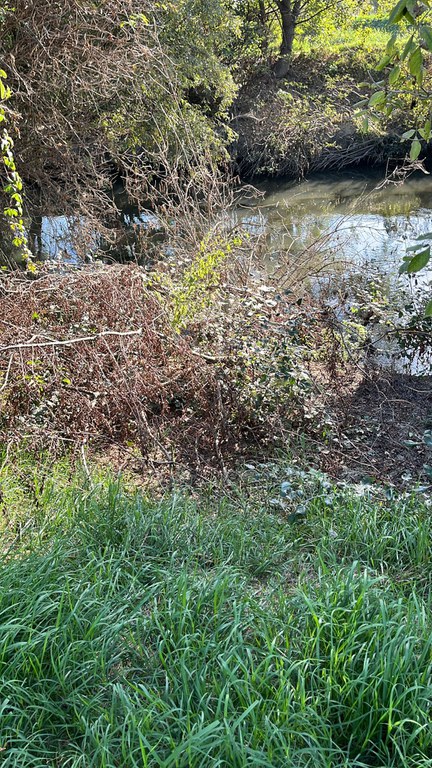 Rigoglio di vegetazione nel canale Navile