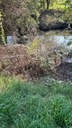 Rigoglio di vegetazione nel canale Navile