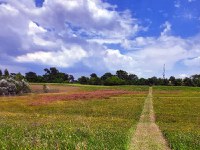 Un parco spontaneo a Castel Maggiore: 24.000 metri quadrati per incrementare la biodiversità